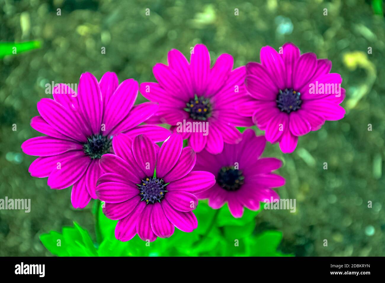 Dimorphotheca ecklonis oder osteospermum bekannt als Kap marguerite, Van Stadens Flussdaisy, Sonntags Flussdaisy, Gänseblümchenbusch, Stern der Velde ist eine Zierpflanze, die in Südafrika beheimatet ist Stockfoto