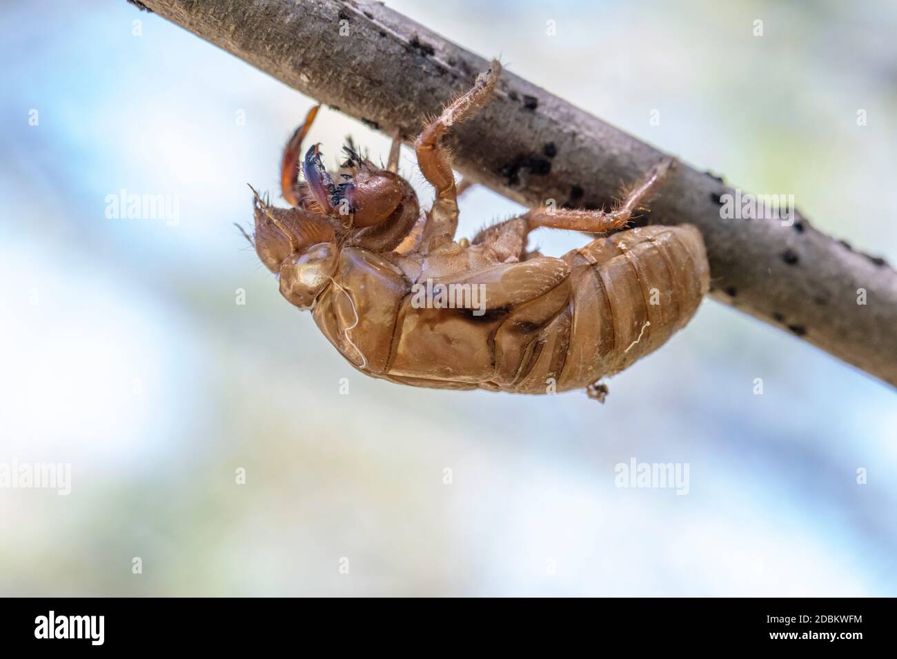 Nahaufnahme eines braunen toten Cicada auf einem Baum Zweig im Freien Stockfoto