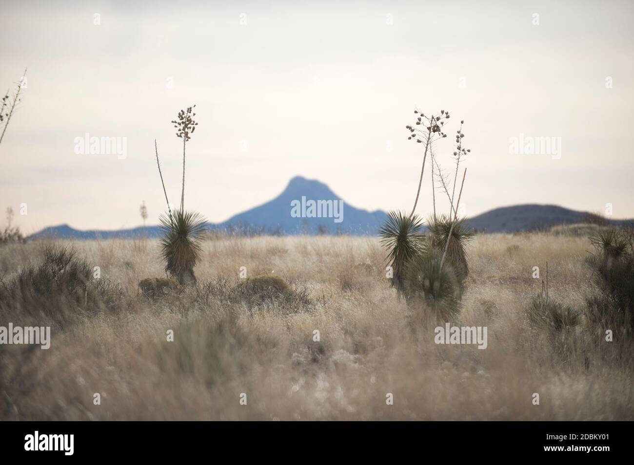 Yucca Kakteen Stockfotos und bilder Kaufen Alamy