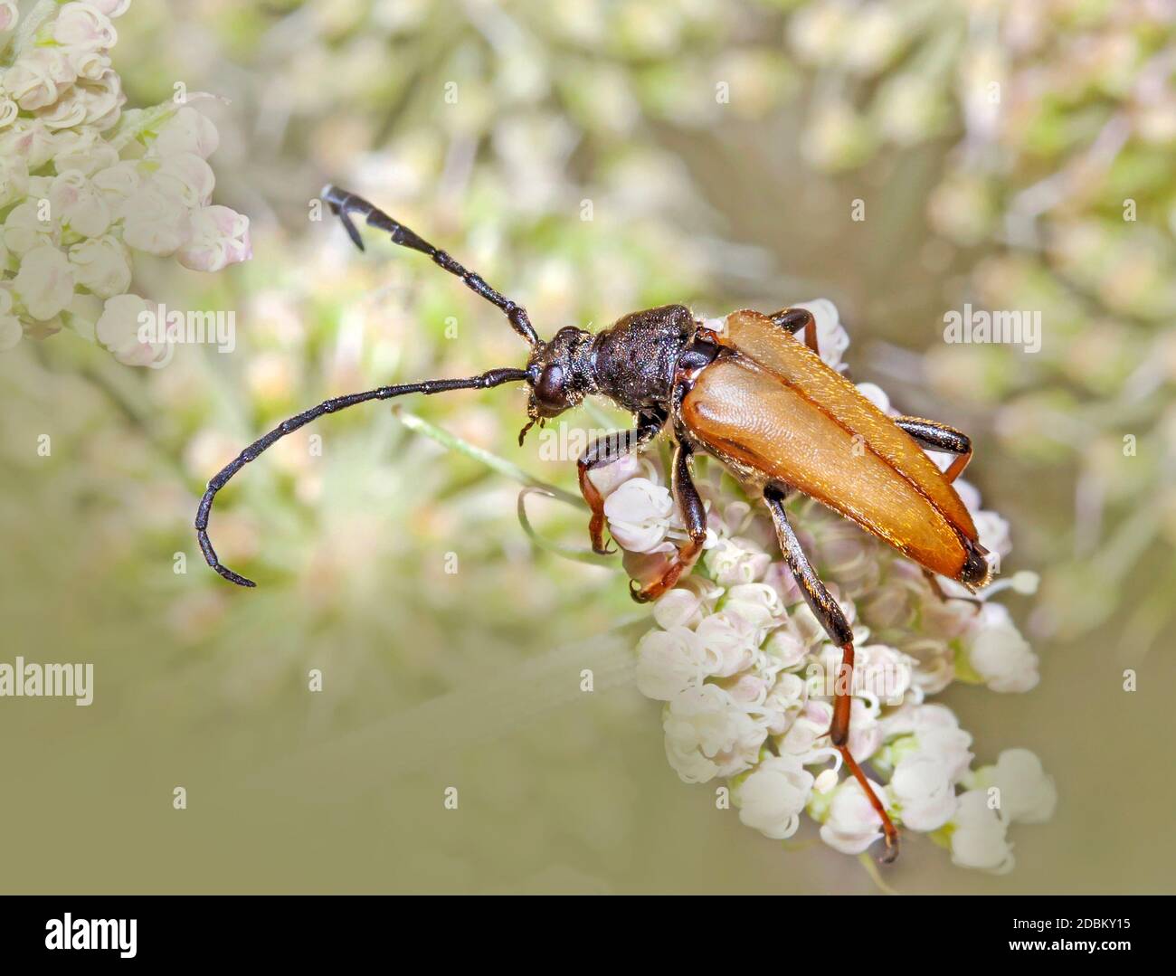 Roter Halsbock 'Leptura rubra' männlich Stockfoto