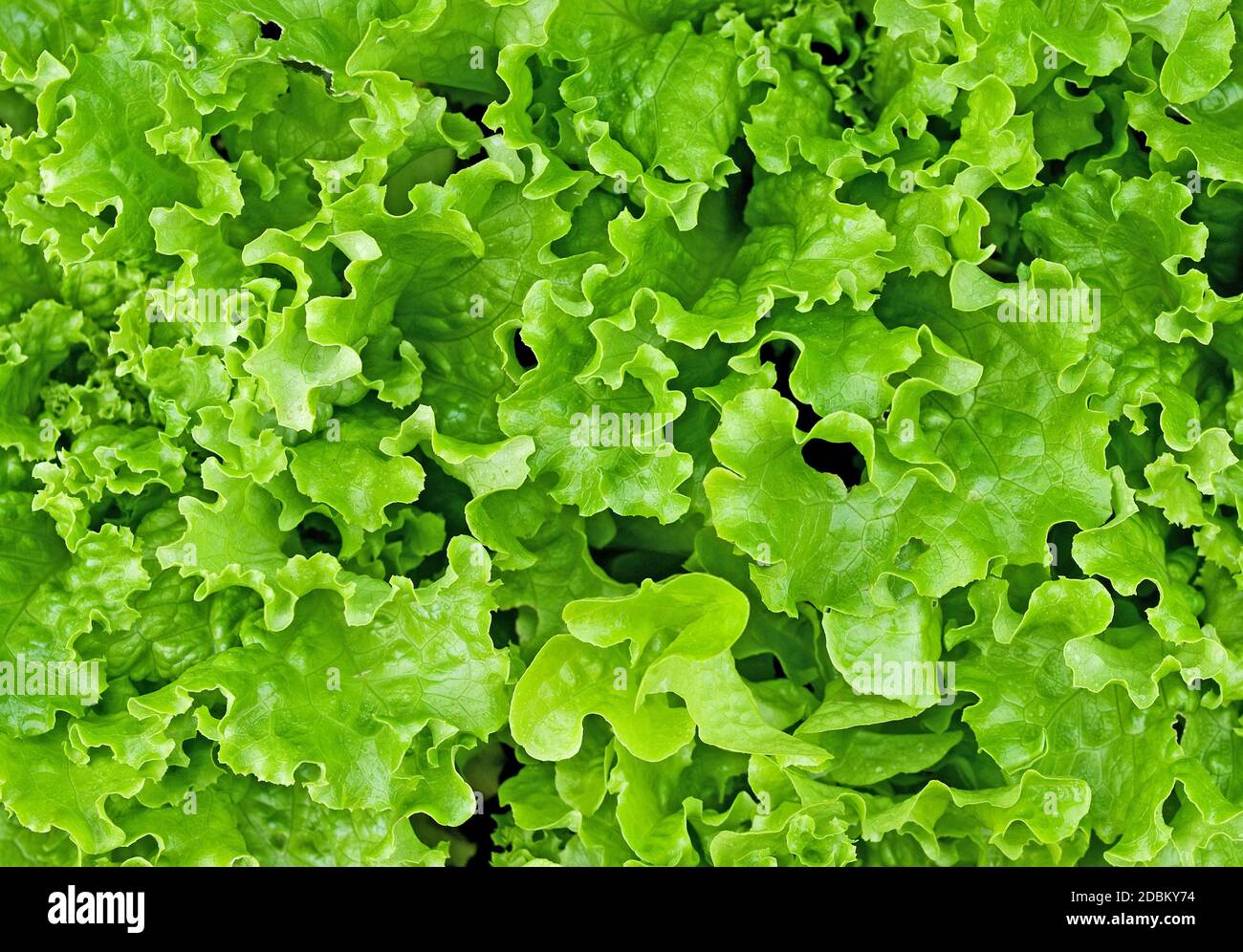 Nahaufnahme von gemischten grünen Schnitt und kommen wieder Salatblätter wachsen im englischen Garten. Stockfoto