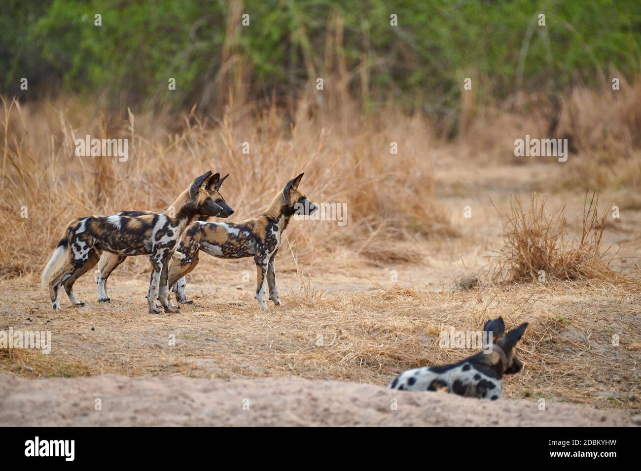 pack von afrikanischen Wildhund Welpen (Lycaon pictus) oder bemalten Hund, South Luangwa National Park, Mfuwe, Sambia, Afrika Stockfoto