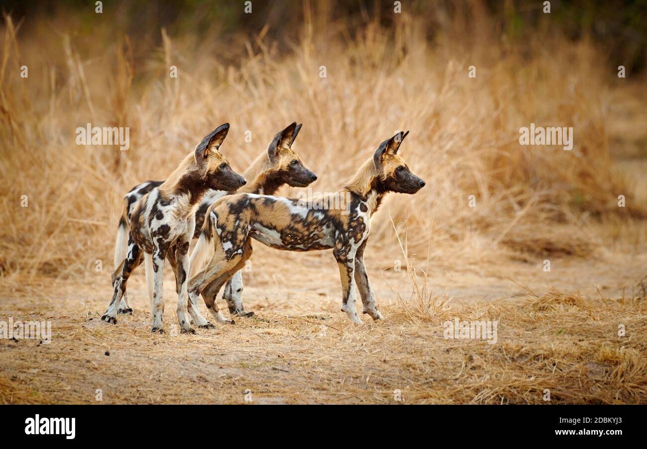 pack von afrikanischen Wildhund Welpen (Lycaon pictus) oder bemalten Hund, South Luangwa National Park, Mfuwe, Sambia, Afrika Stockfoto