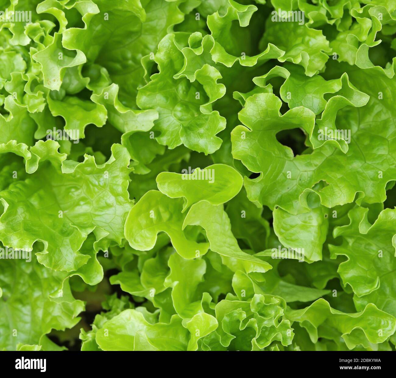 Nahaufnahme von gemischten grünen Schnitt und kommen wieder Salatblätter wachsen im englischen Garten. Stockfoto