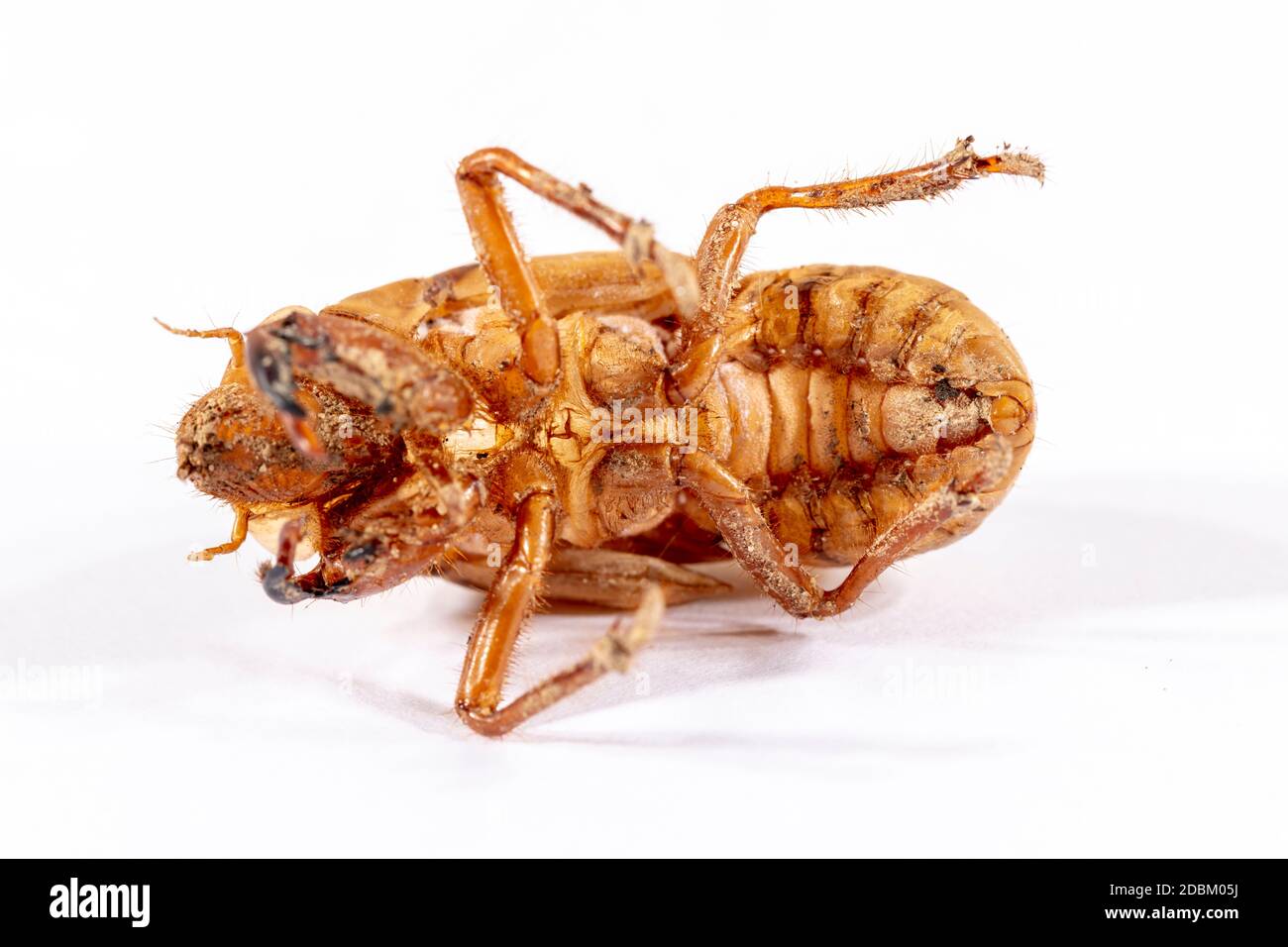 Nahaufnahme eines braunen toten Cicada auf einem Weißer Hintergrund Stockfoto