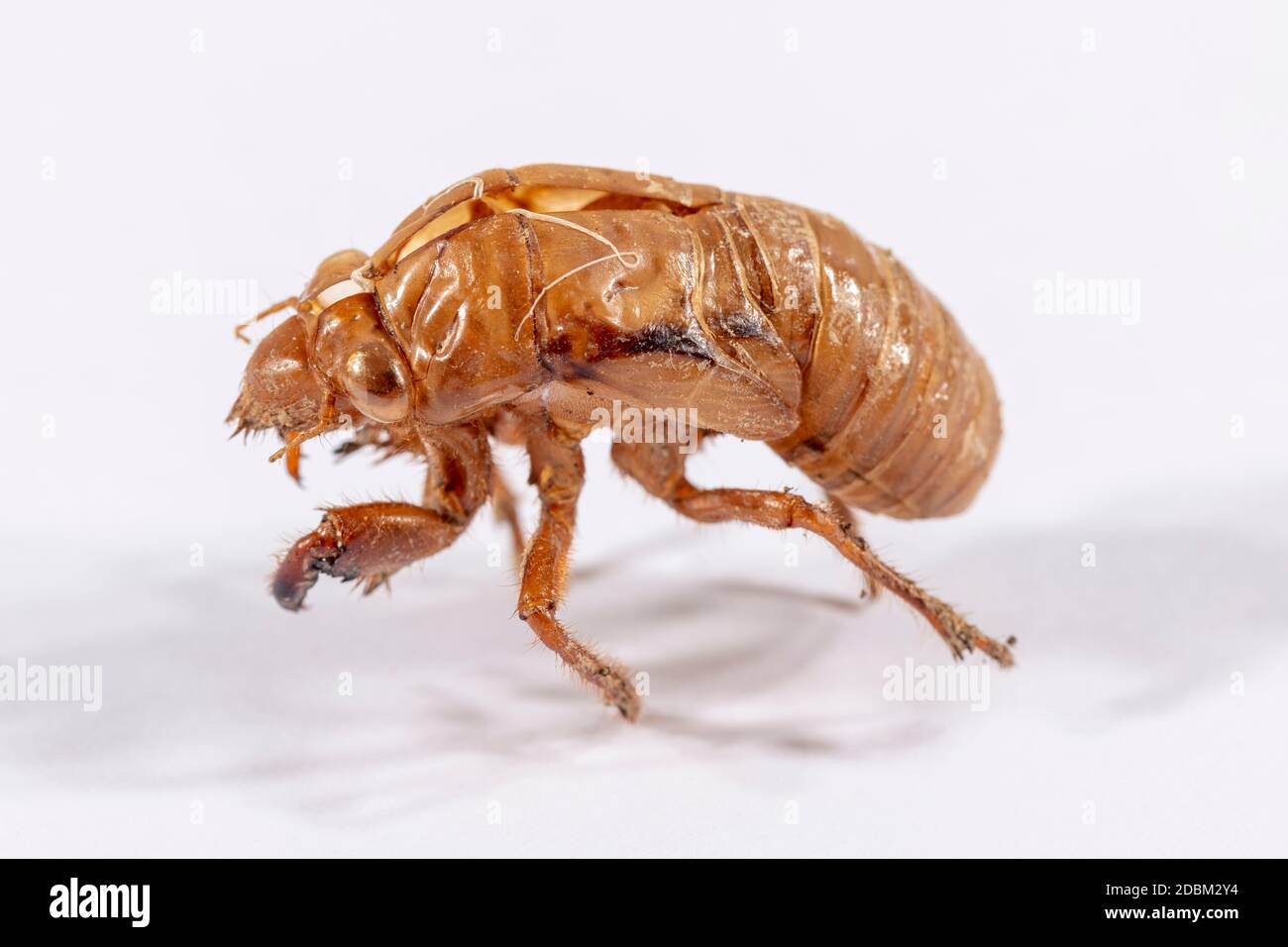 Nahaufnahme eines braunen toten Cicada auf einem Weißer Hintergrund Stockfoto