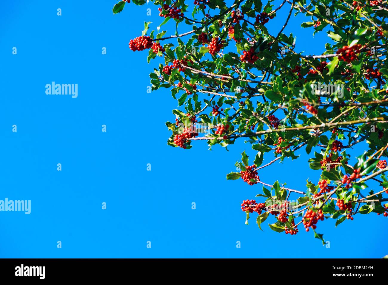 Reife rote Stechbeeren auf Stechpalmzweigen (ilex aquifolium) Im Herbst November und blauen Himmel Kopieplatz in Carmarthenshire WALES GROSSBRITANNIEN KATHY DEWITT Stockfoto