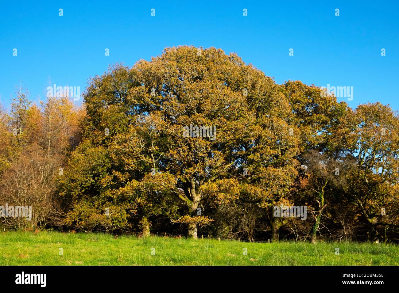 Die Herbstfarben auf den Blättern der riesigen Eiche wachsend In einem Wald Blick gegen einen blauen Himmel auf sonnig Tag Sonnenschein Kopie Raum Wales UK 2020 KATHY DEWITT Stockfoto