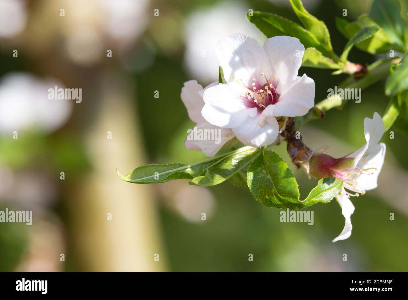 Die Blumen von einem Kirschbaum im Frühjahr Stockfoto