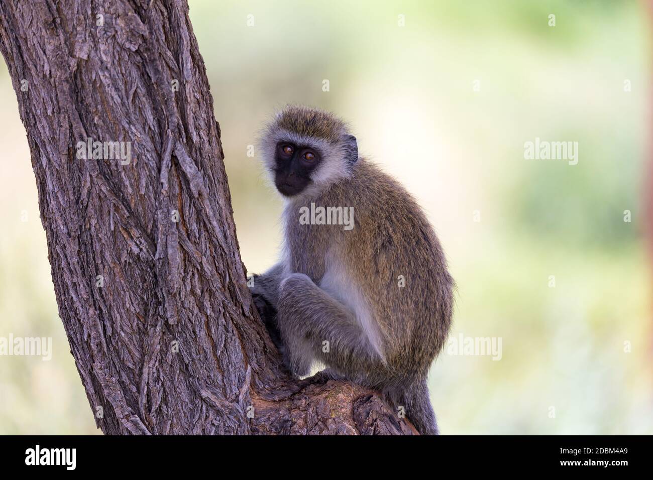 Ein Affe mit einem schwarzen Gesicht sitzt auf einem Baum Stockfoto