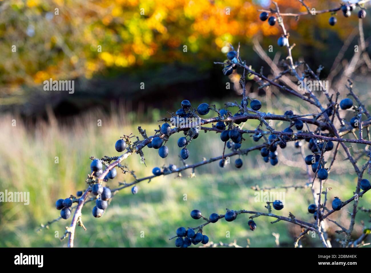 Schlehe wild blau Schlehe Beeren Schlehe bereit zum Pflücken auf Dorniger Strauch im Dyfed Carmarthenshire Countryside Wales Großbritannien Großbritannien 2020 KATHY DEWITT Stockfoto