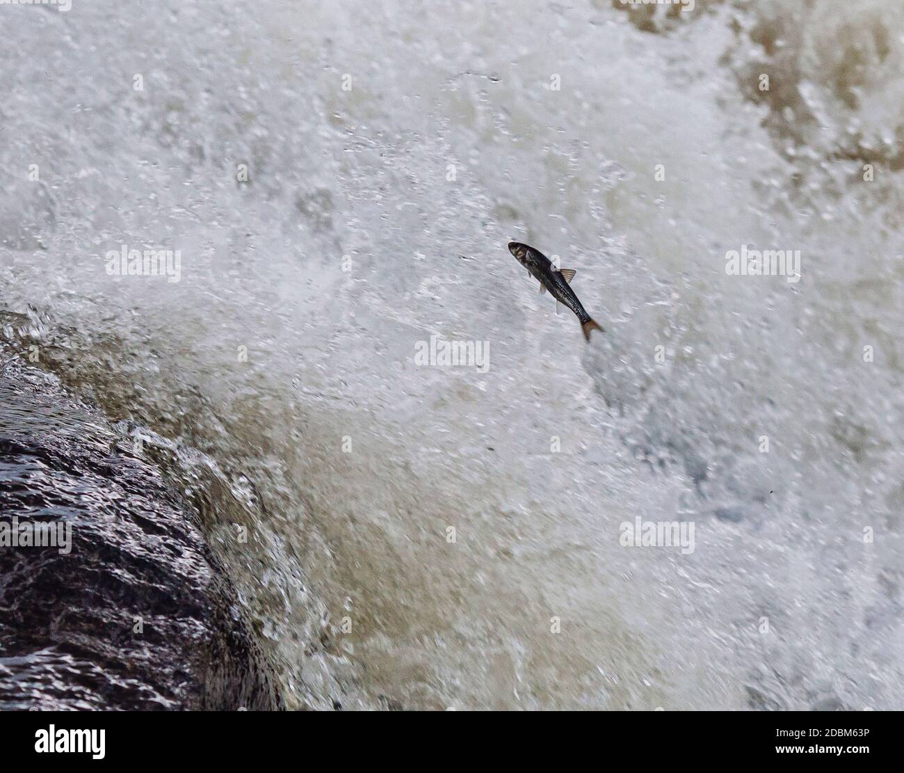 Fische versuchen stromaufwärts zu schwimmen, Maine, USA Stockfoto