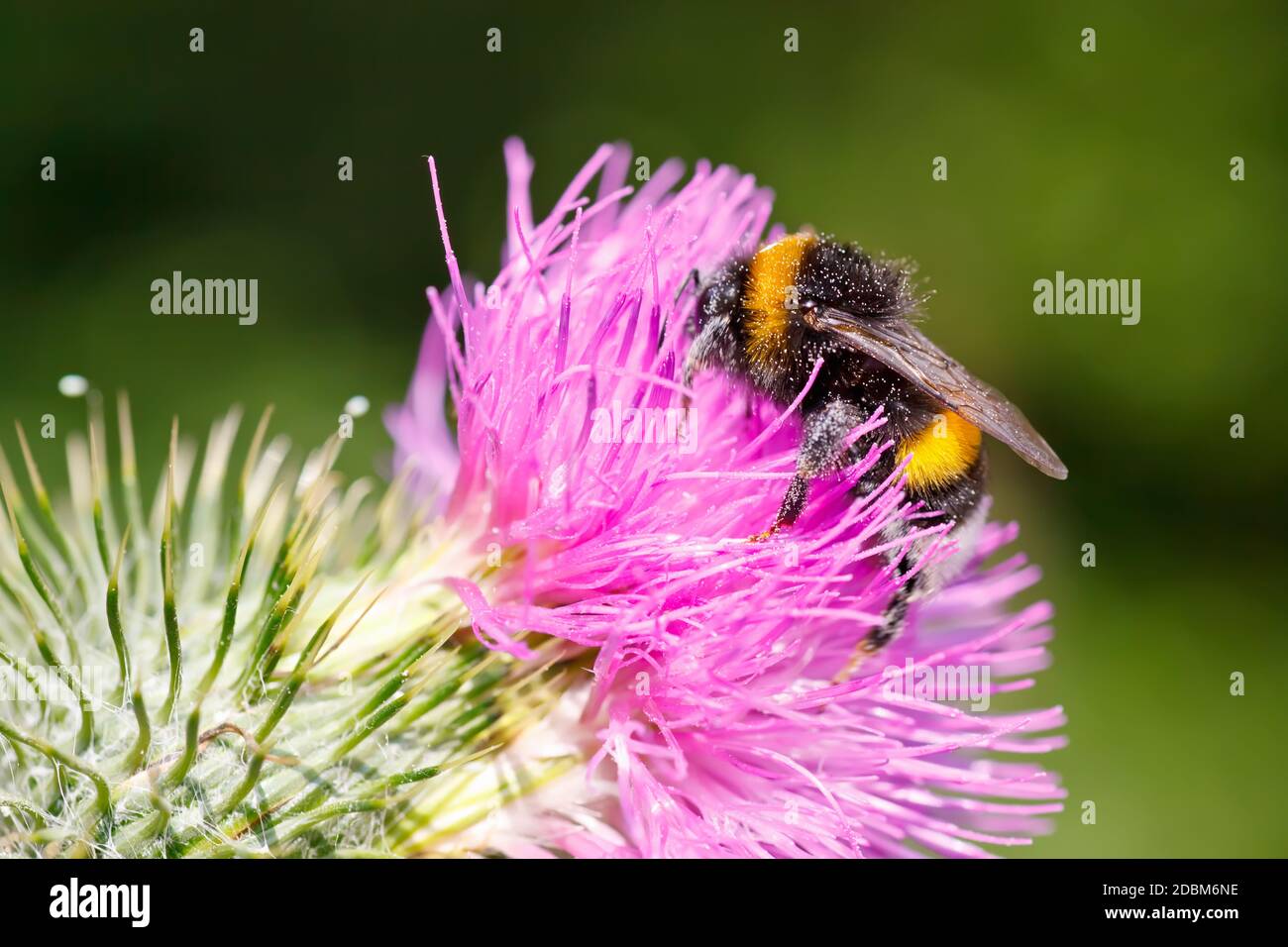 Bumble Bee Pollen zu sammeln, auf rosa Blume Stockfoto