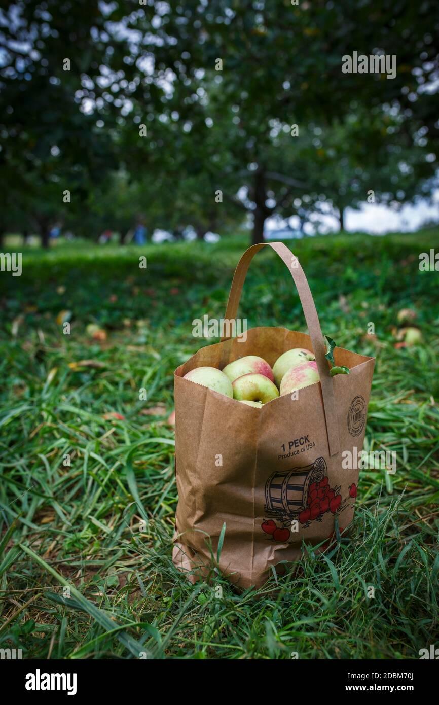 Beutel mit Äpfeln, Middleburg, Virginia, USA Stockfoto