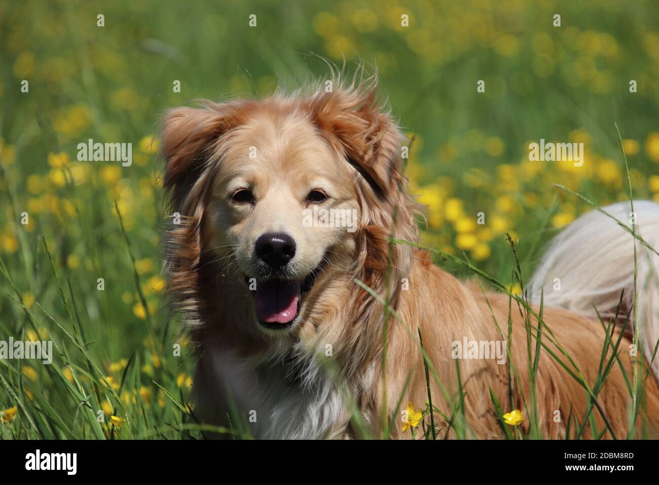 Schöne Golden Retriever Mischung zwischen gelben Blüten auf der Wiese Stockfoto