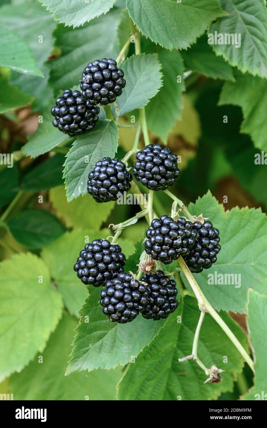 Stachellose Brombeere (Rubus fruticosus 'Chester Stachellosen') Stockfoto