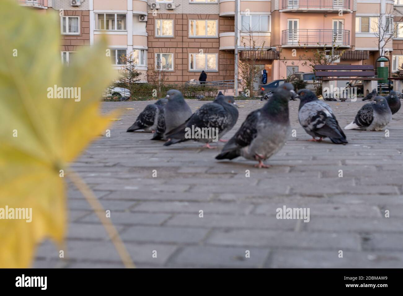 Taube grau mit grau wild auf der Straße von Pflastersteinen,. Es gibt viele Vögel um. Stockfoto