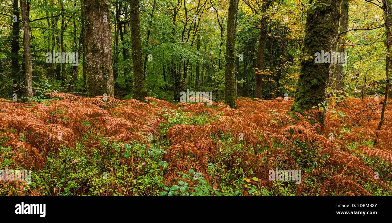 Rote Farne und herbstliche Wälder im Dartmoor National Park Stockfoto