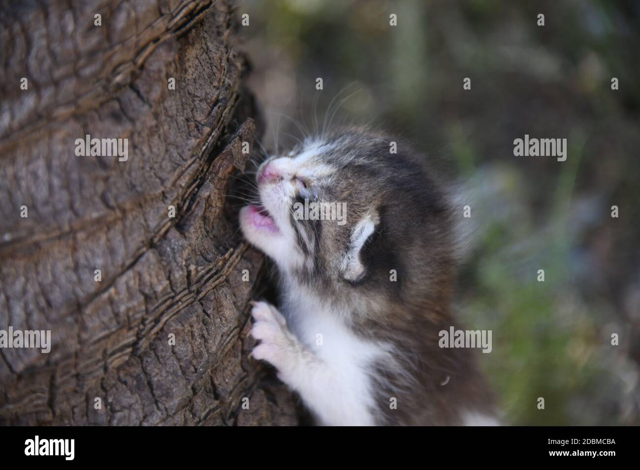 Ein kleines, junges Kätzchen, das aus Hunger nach seiner Mutter ruft, Provinz Alicante, Spanien Stockfoto