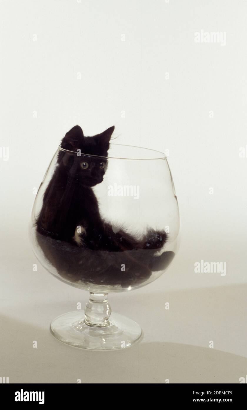 Katze im Glas Stockfotografie - Alamy