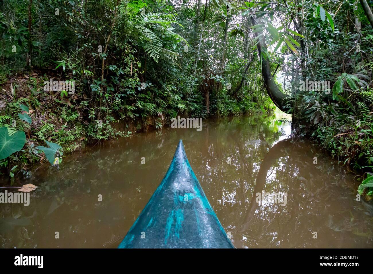 Die Bootsfahrt auf dem Wasser im Regenwald auf der Insel Madagaskar Stockfoto