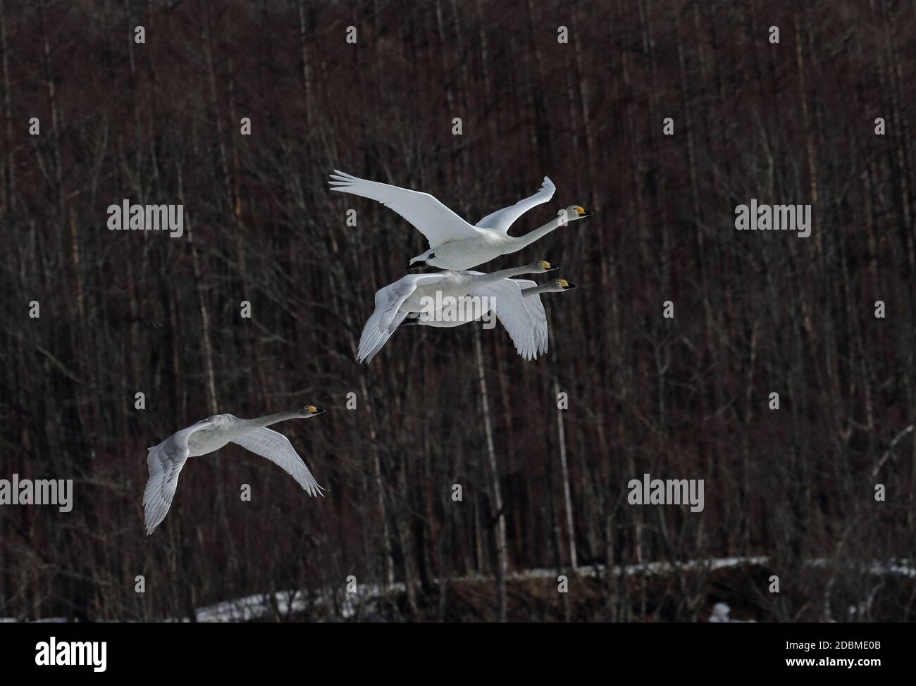 Singschwan (Cygnus cygnus) Erwachsener mit drei Immatrizen im Flug Akan, Hokkaido; Japan März Stockfoto