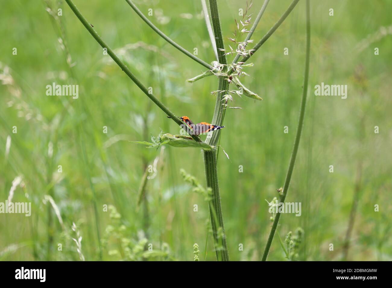 Schmetterling - Vanessa atalanta Stockfoto