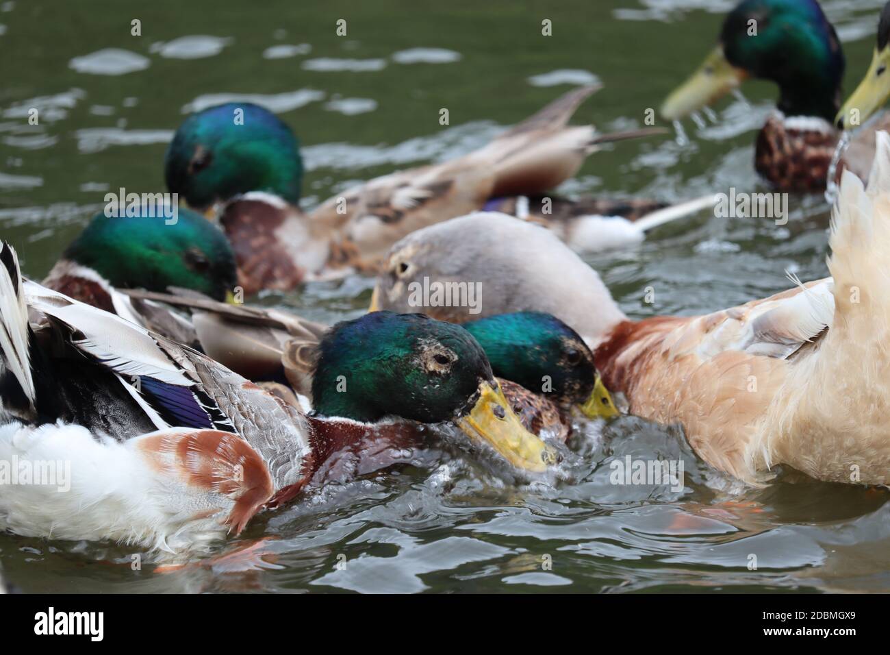 Enten im Wasser Stockfoto