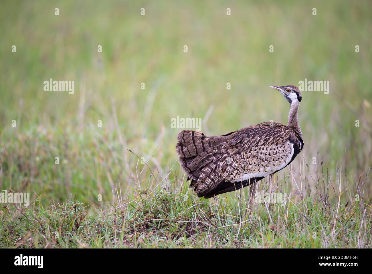 Ein einheimischer grauer Vogel steht im Gras und schaut Stockfoto