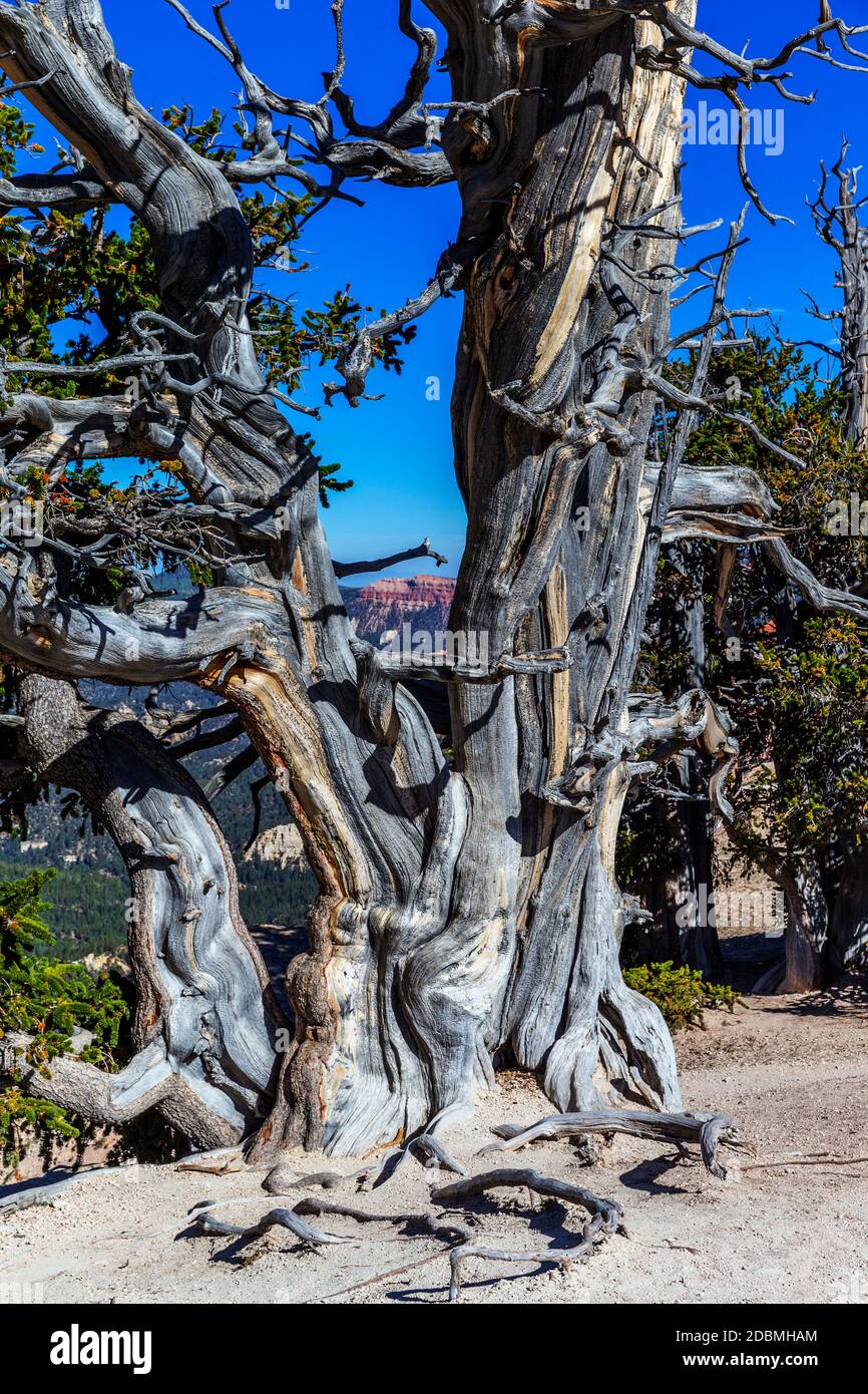 Bristlecone Pine Tree at Cedar Breaks National Monument, ein US National Monument im US-Bundesstaat Utah in der Nähe von Cedar City. Cedar Breaks ist ein Stockfoto