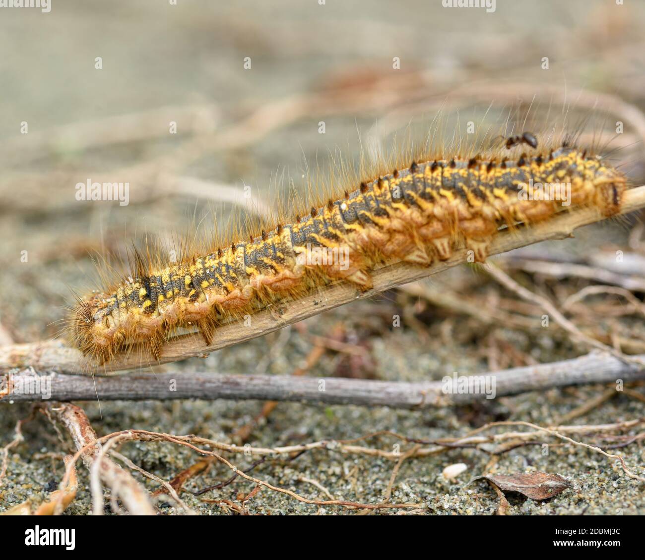 caterpillar 'Dendrolimus pini' auf dem Boden, Nahaufnahme Stockfoto