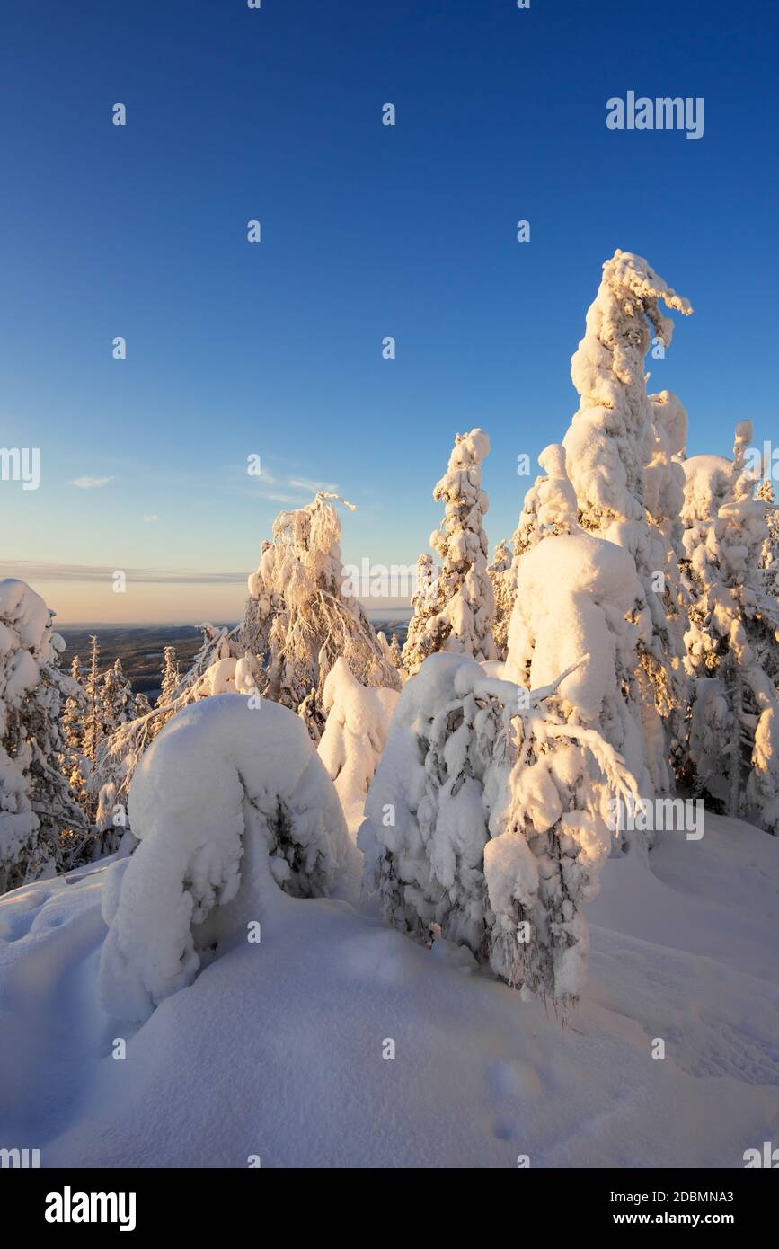 Verschneite Winterlandschaft im Koli Nationalpark, Finnland Stockfoto