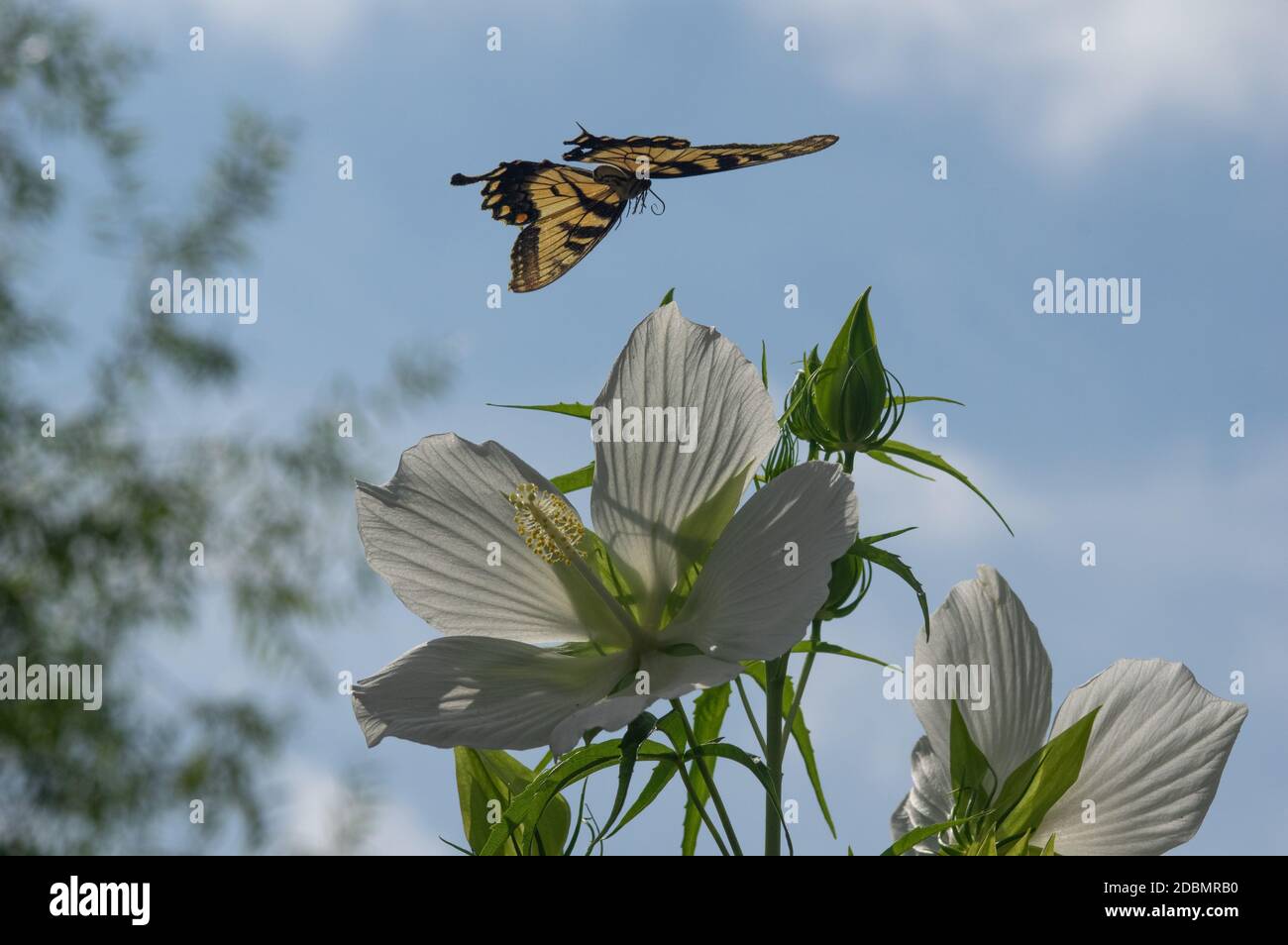 Osttiger-Schwalbenschwanz (Papilio glaucus) schwebt über Hibiskus, Meadowlark Botanischer Garten, Wien, VA Stockfoto