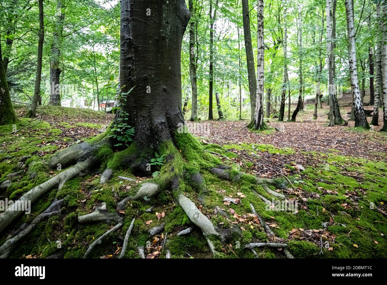 Baumwurzeln und Holz Slottskogen Park Göteborg Schweden Stockfoto