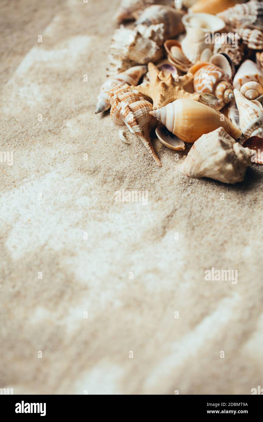 Verschiedene schöne Muscheln auf Sand mit Platz für Text. Selektiver Fokus. Getönte. Stockfoto