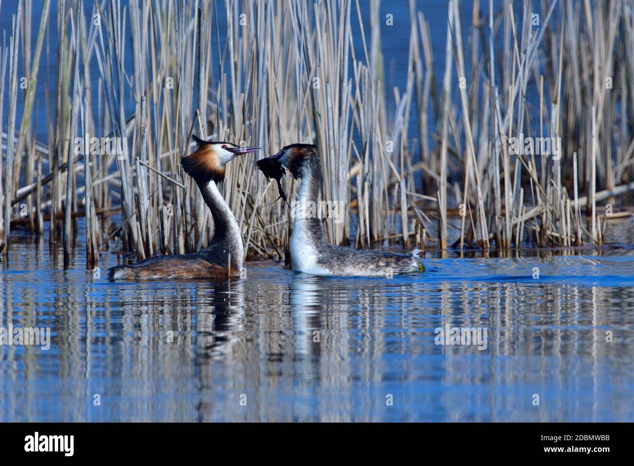 Im Frühling in einem See Stockfoto