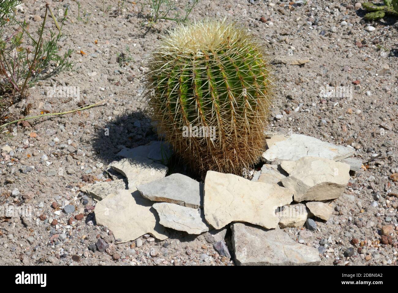Echinocactus grusonii Stockfoto