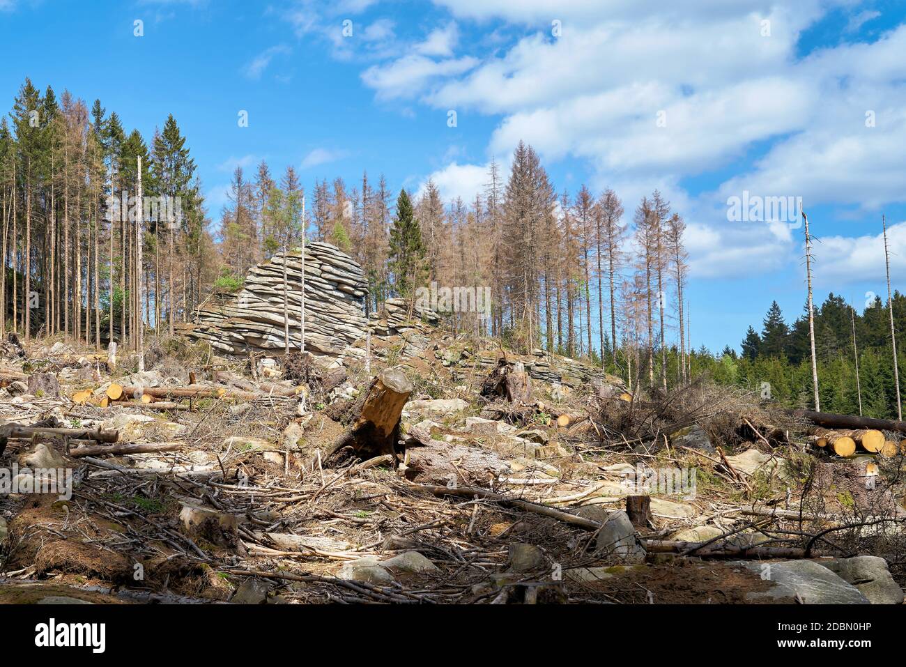 Entwaldung zur Bekämpfung des Rindenkäfers auf den Feuersteinklippen bei Schierke im Harz in Deutschland Stockfoto