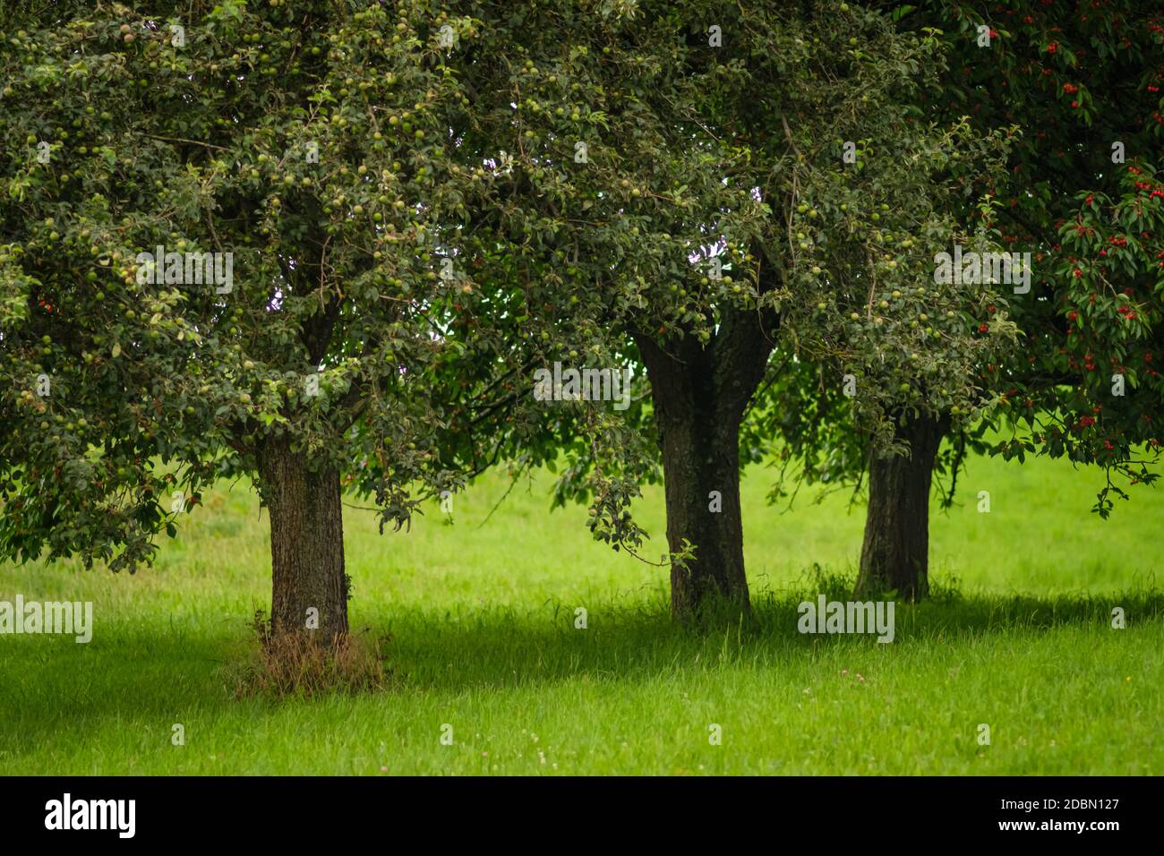 Bäume auf der grünen wiese Fotos und Bildmaterial in hoher Auflösung