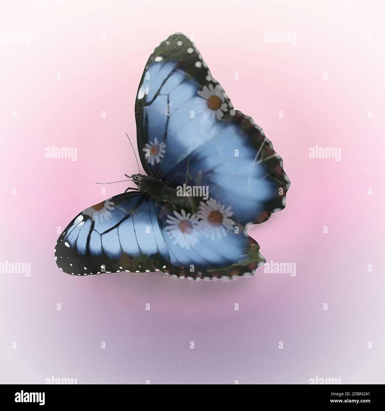 Schöner blauer tropischer Schmetterling Morpho didius mit ausgestreckten Flügeln. 3D-Visualisierung, Doppelbelichtungseffekt Stockfoto