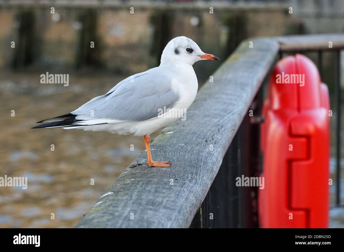 Gemeine Möwe, die auf einem Flusszaun steht Stockfoto