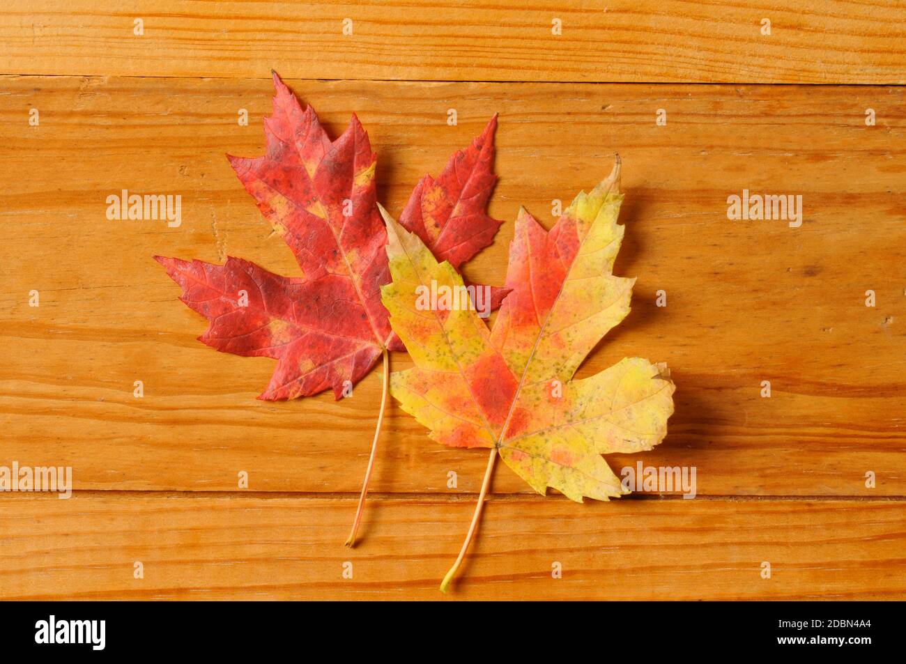 Zwei Herbstblätter auf rustikalem Holzhintergrund Stockfoto