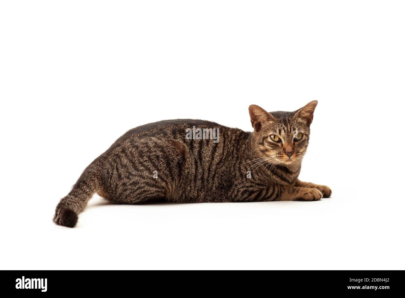  Foto zu Liegende katze zeichnen Ausgeschnittene Stockfotos und -bilder - Alamy 