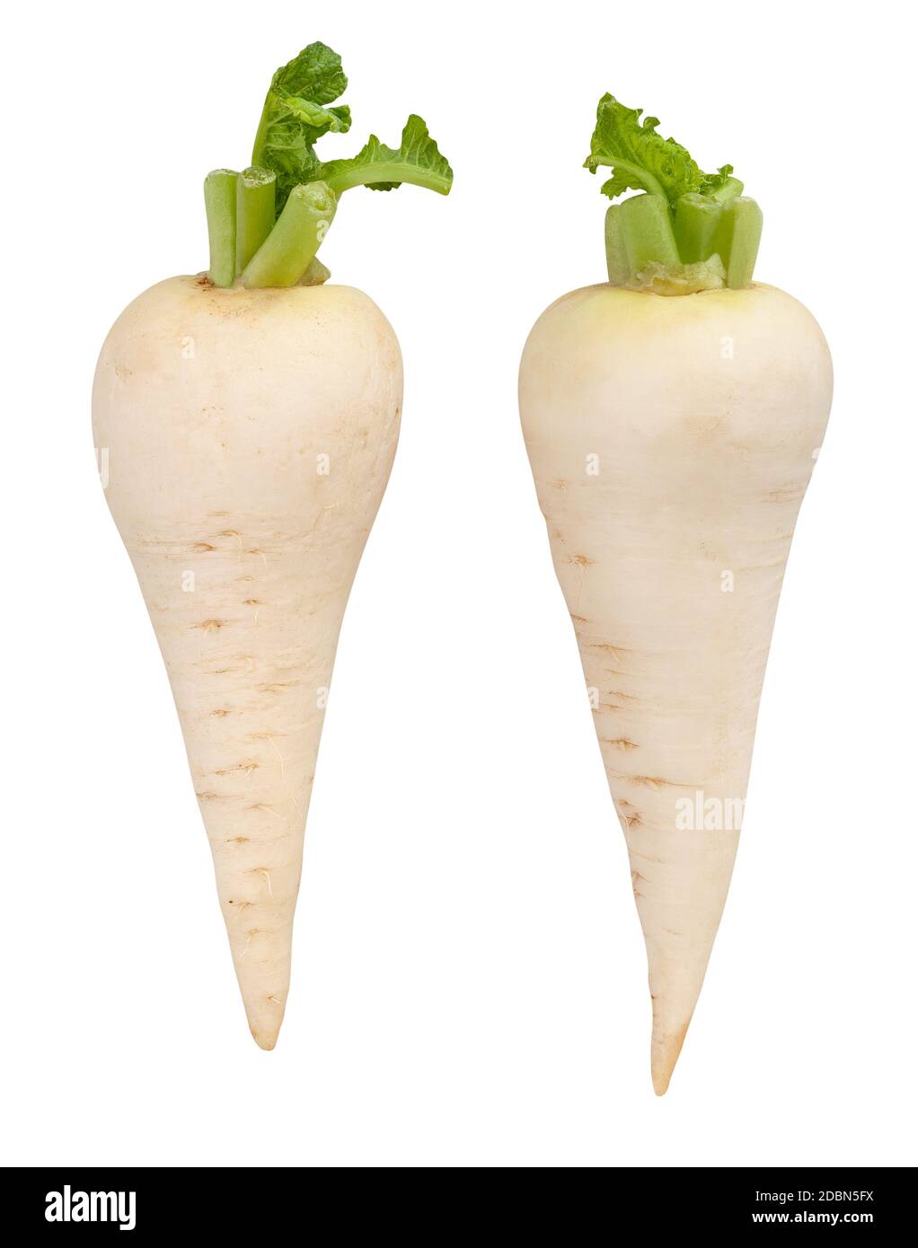 Daikon Radieschen Pfad isoliert auf weiß Stockfoto