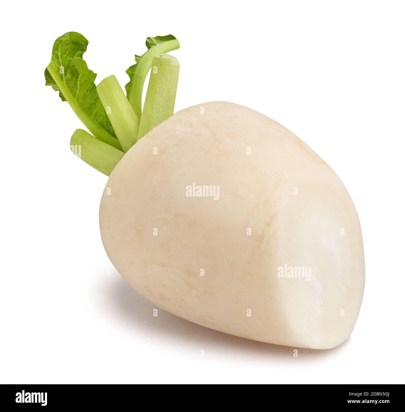 Geschnittener Daikon Radieschen Pfad isoliert auf weiß Stockfoto