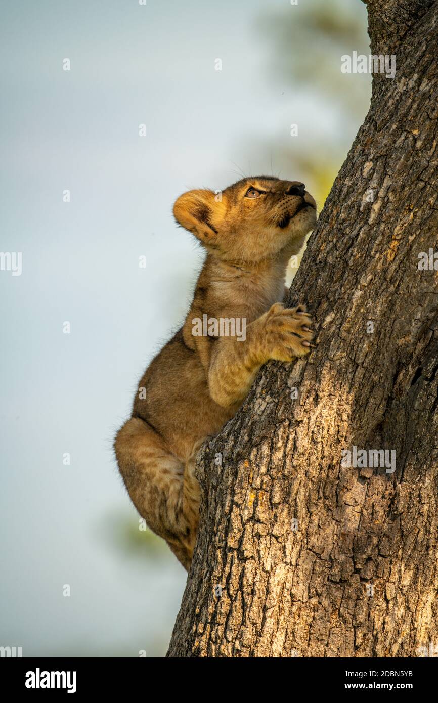 Löwenjunge klettert Baumstamm nach oben Stockfoto
