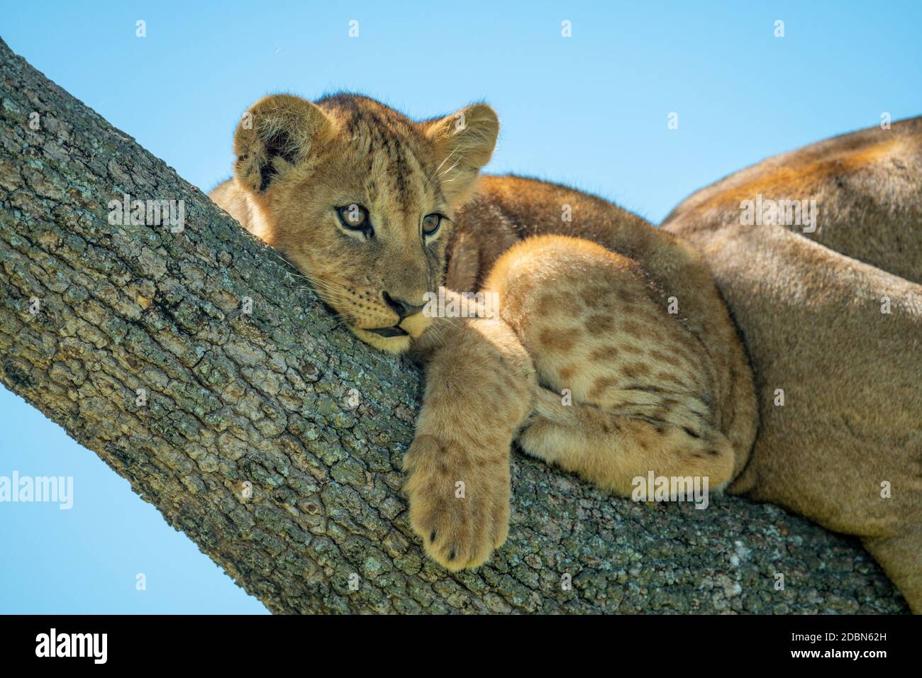 Löwenjunge liegt zusammengerollt auf dem Ast Stockfoto