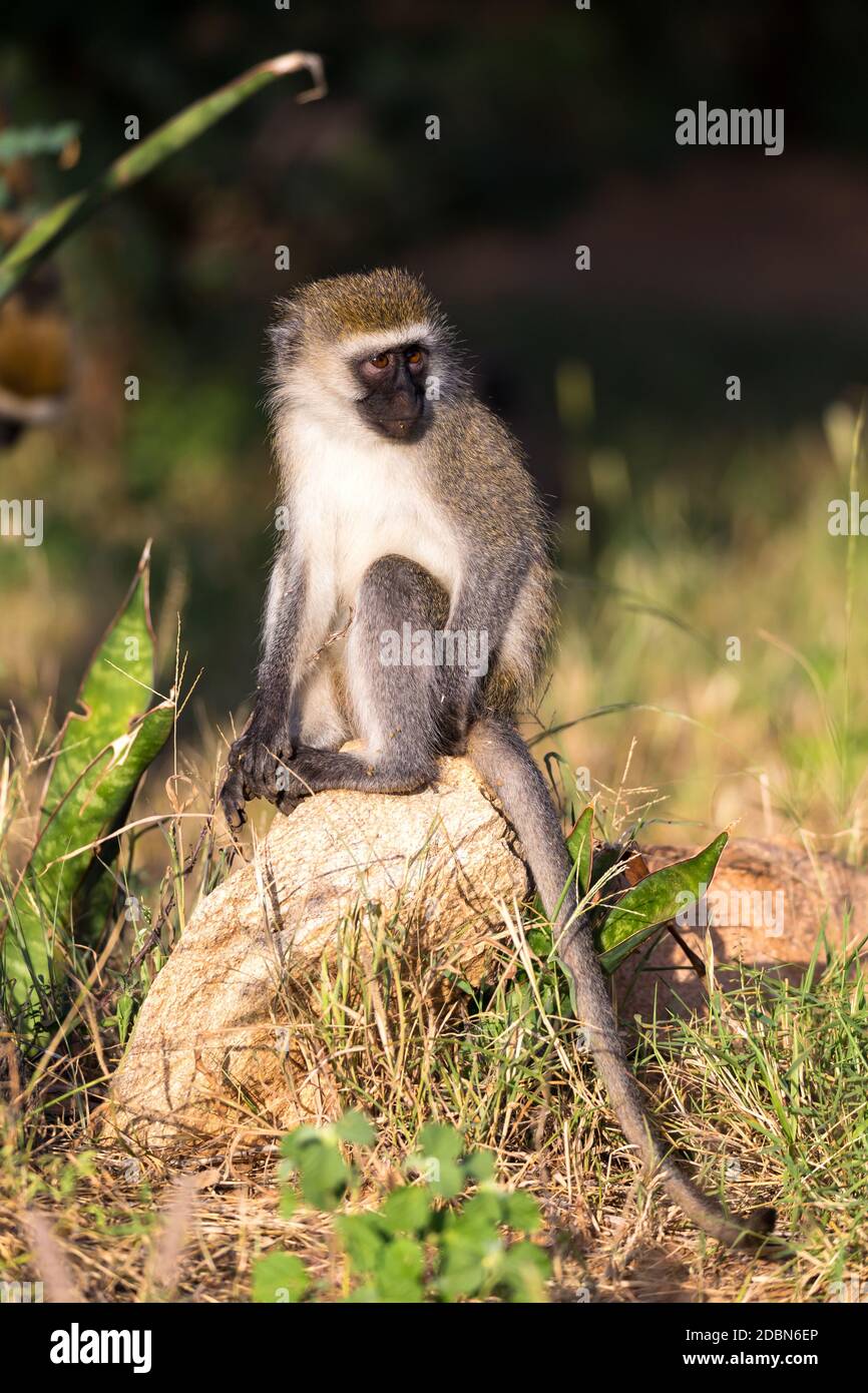 Ein Affe sitzt auf einem Stein und blickt in die Ferne Stockfoto