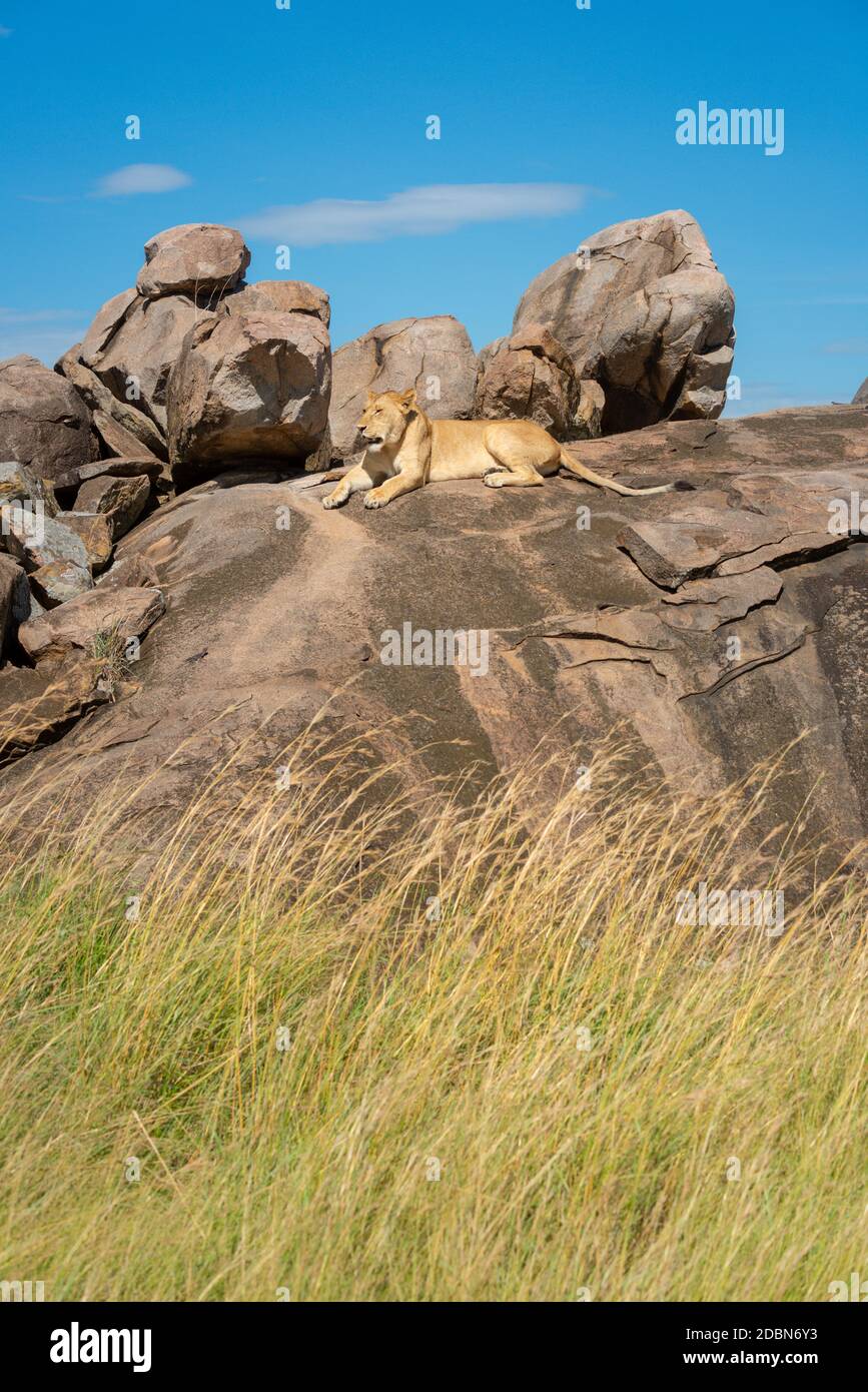 Löwin liegt auf felsigen Ausbissen in der Savanne Stockfoto