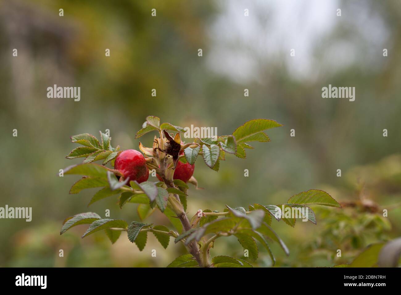 Hagebutten Stockfoto